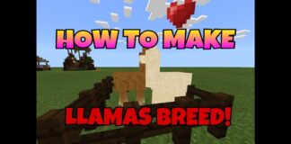 LLamas breed