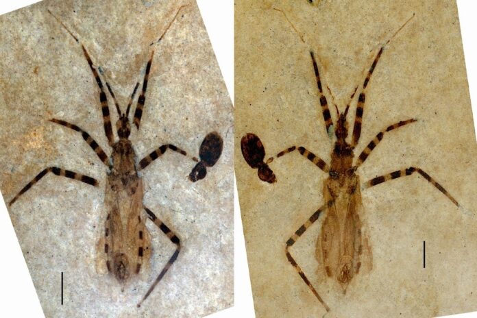 insect fossil