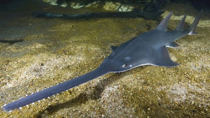 'Hedge Trimmer' Fish Facing Global Extinction