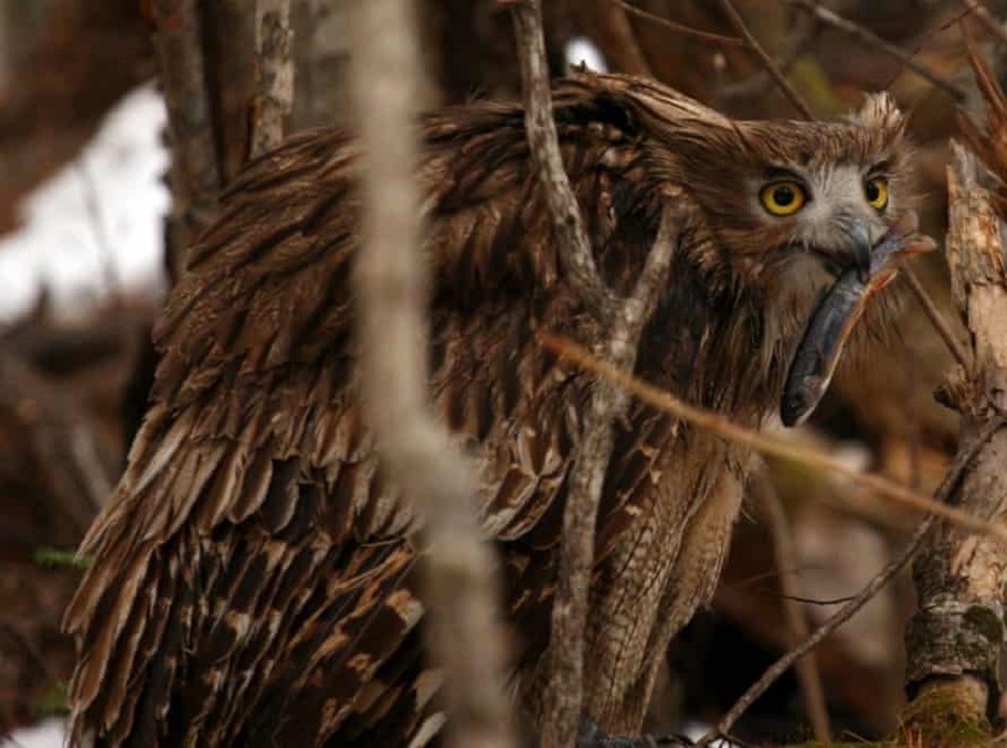 The World s Biggest Owl Is Endangered Too Late To Save It JGuru
