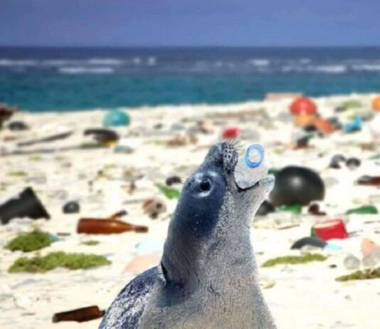 Plastic In The Ocean For Animals, Plastic Is Turning The Ocean Into A Minefield