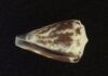 The Venom Of A Sea Snail Can Help Treat Malaria
