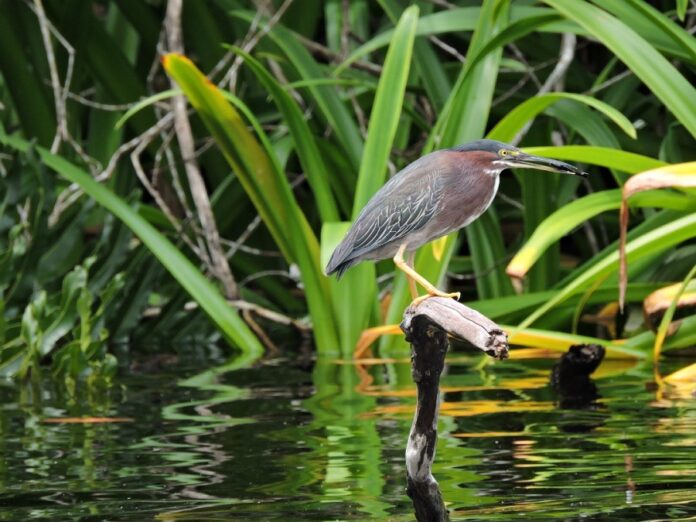 San Blas, The Most Coveted Destination On The Planet For Bird Watching