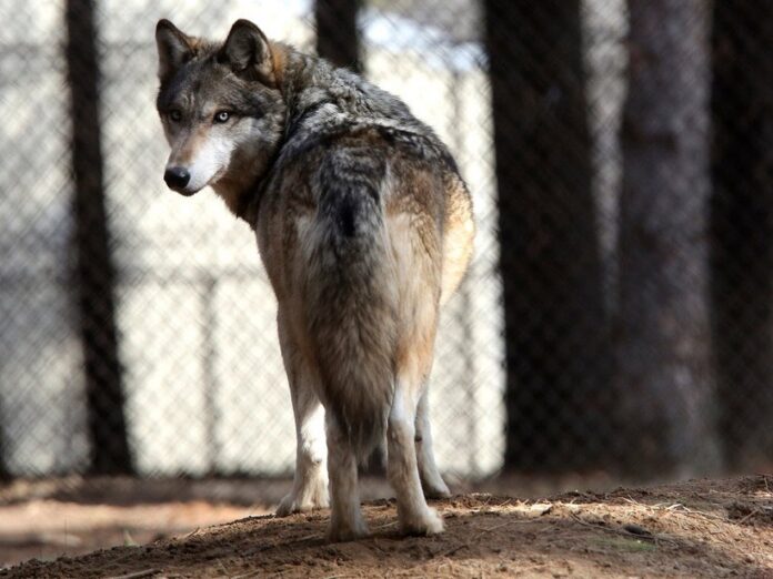 Spain will ban wolf hunting