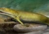 A Harvard Mutant Fish Bisa Nerangake carane kewan digawe saka segara menyang dharat