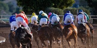 group of men riding horses near tree during daytime