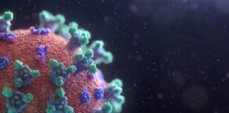Visualization of the Coronavirus