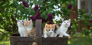 four assorted-color tabby kittens on brown basket
