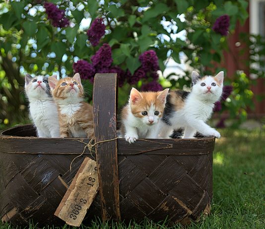 four assorted-color tabby kittens on brown basket