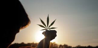 person holding white flower during sunset