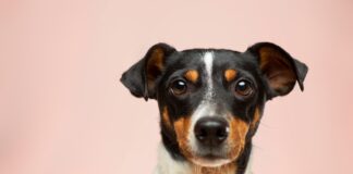 black and white short coated dog