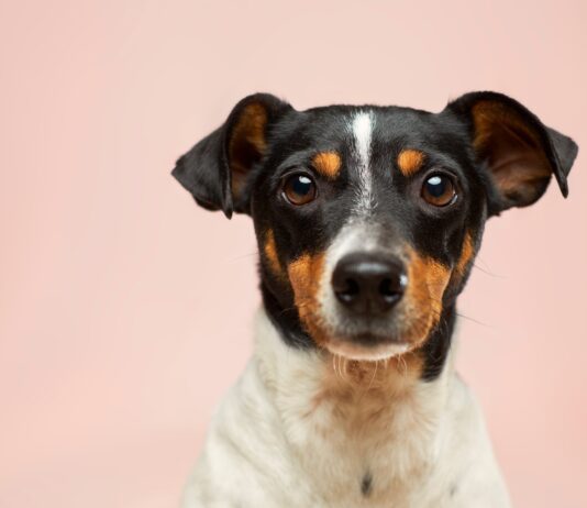 black and white short coated dog
