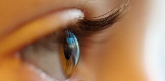 shallow focus photo of person brown iris