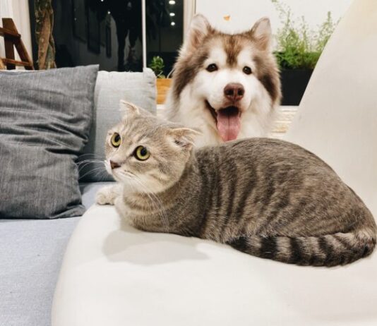 grey tabby cat beside short-coat brown and white dog