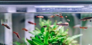 green plant with water droplets