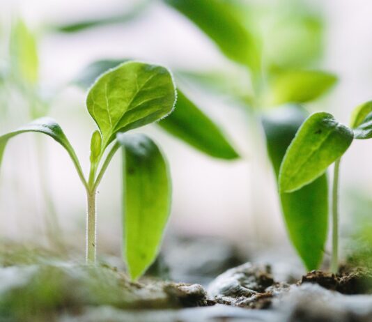 green plants on soil