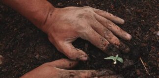 green plant on persons hand