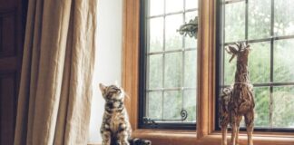 gray tabby cat near window