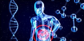 a 3d image of a human with a red circle in his stomach