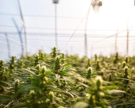 closeup photo of green plants