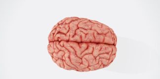 a close up of a human brain on a white background
