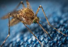 How To Keep Mosquitoes Away? brown mosquito