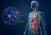 Autonomic Disorders Explained: The Link Between Nerves, Heart Rate, Digestion, and Blood Pressure