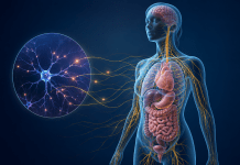 Autonomic Disorders Explained: The Link Between Nerves, Heart Rate, Digestion, and Blood Pressure